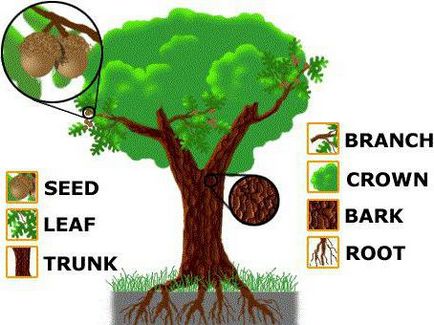 Hogyan működik a fa
