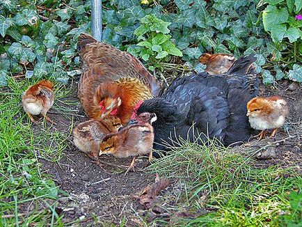 Hogyan növekszik csirkék otthon