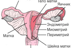 Mi endometrium szekréciós fázisban