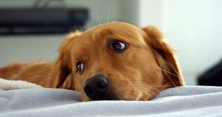 Epilepszia kutyáknál - tünetek, okok, kezelés