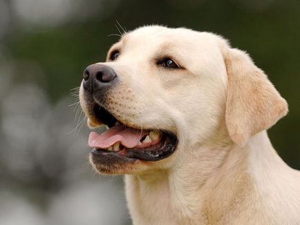 Epilepszia a kutyák Tünetek, Diagnózis és kezelés