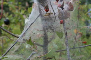 Hogyan lehet megszabadulni a pókhálók