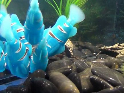 Ezek a halak-robotok felvidít a tank, és mentse meg a problémát a gondozó számára - dailytechinfo -