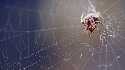 Hogyan lehet megszabadulni a pókhálók