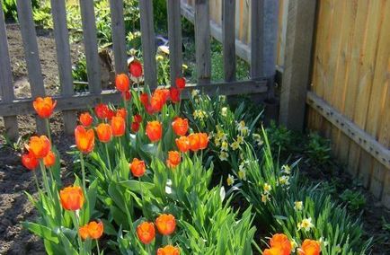Hogyan növény tulipán tavasszal