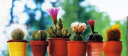 Hogyan törődik kaktuszok otthon