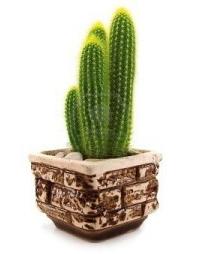 Hogyan törődik kaktuszok otthon