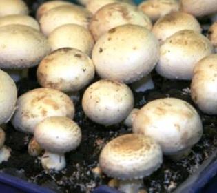 Hogyan növekszik gombát otthon
