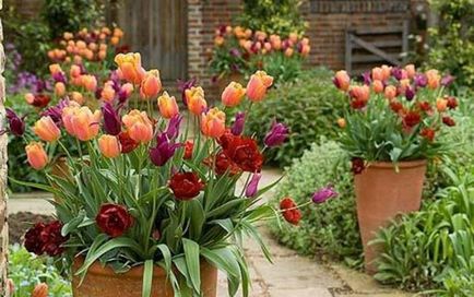 Hogyan növény tulipánok tavasszal
