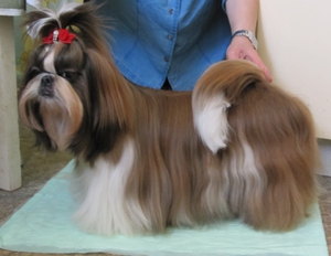 kutyafajta shih tzu