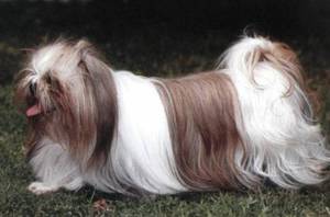 A legendás kutya Shih Tzu fajta standard és egy leírást a természetben, különösen a gondozás és etetés fotó