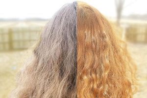 Hogyan, hogy könnyítsen a haj kamilla