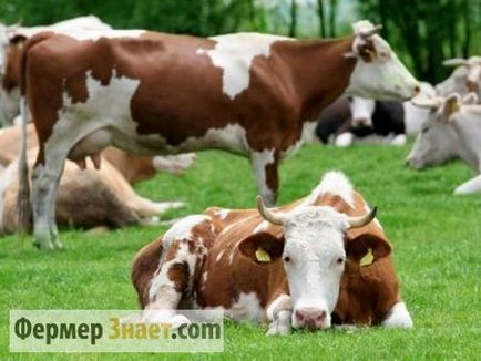Jellemzők a mesterséges megtermékenyítés a tehenek