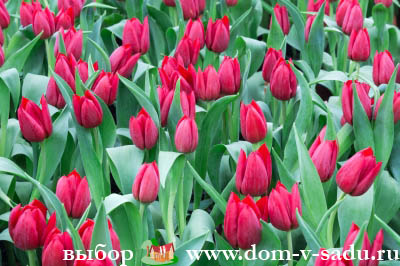 Hogyan növény tulipán tavasszal
