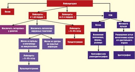 Hogyan növelhető a fehérvérsejtek a vizeletben