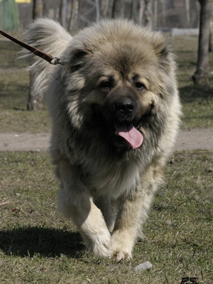 Kaukázusi juhászkutya fotó