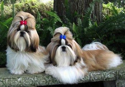 kutyafajta shih tzu