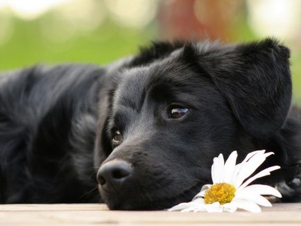 A euthanize kutyák
