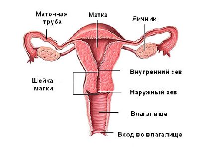 A szerkezet a funkció a méh és a patológiai a női test