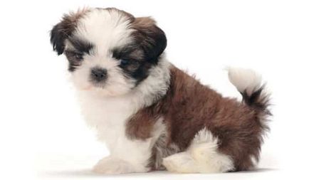 kutyafajta shih tzu