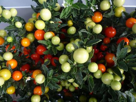 Solanum ápolási otthon