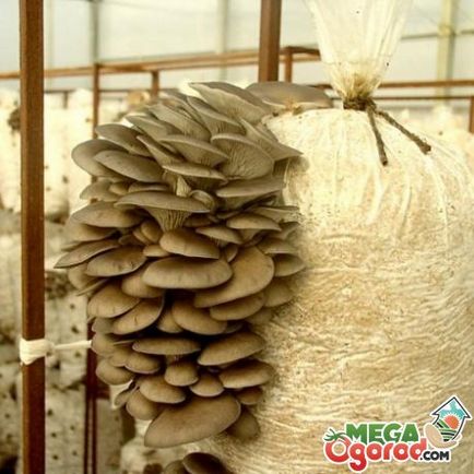 Hogyan növekszik gombát otthon
