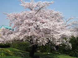 Japán sakura - virágos cikkek