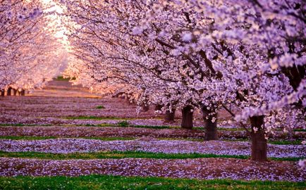 Japán cseresznyefa leírást, hogyan kell gondoskodni, gyümölcs