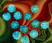 Hogyan juthat HPV