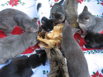 Az amerikai várost épített több száz macskák - kotoff - cat portál