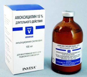 Az amoxicillin dózis a macskák és instrukitsiya használatára antibiotikum