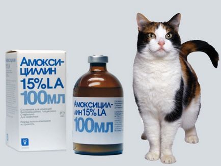Amoxicillin macskáknak Használati utasítás, vélemények