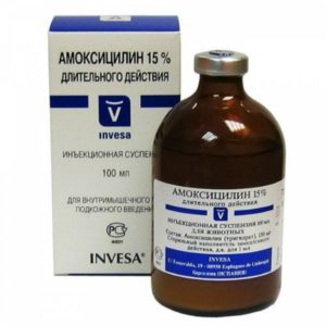 Amoxicillin macskáknak az adagolás módjától, az adagolás és a vélemények