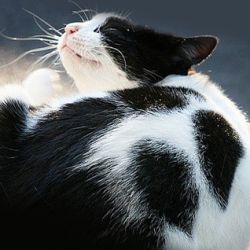 Bars - Csepp bolhák macskák Használati utasítás, vélemények