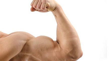 Alapvető gyakorlatok a bicepsz otthon