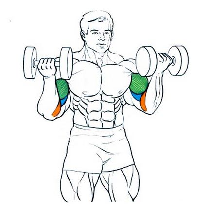 Alapvető gyakorlatok a bicepsz otthon