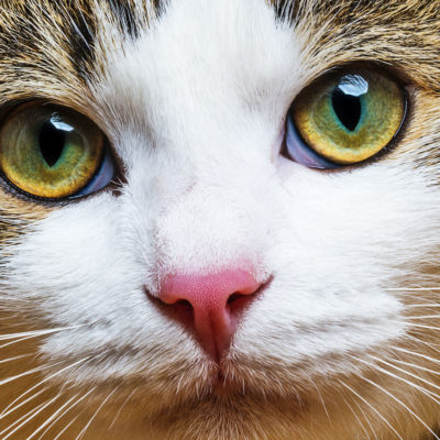 Fehér film a szemét egy macska, hogy hogyan kell kezelni, 6. fotó, videó