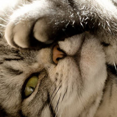 Fehér film a szemét egy macska, hogy hogyan kell kezelni, 6. fotó, videó