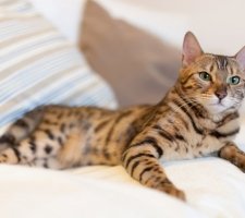 Bengáli macska fajta leírás, fotók, árak kiscicák, vélemények