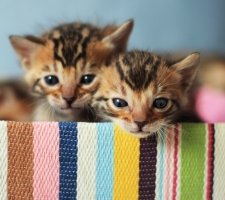 Bengáli macska fajta leírás, fotók, árak kiscicák, vélemények