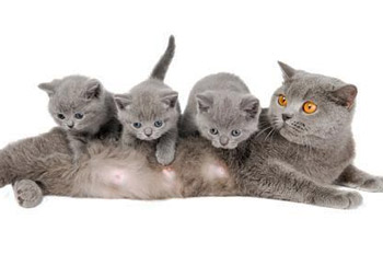 Terhesség és szállítási Brit macskák