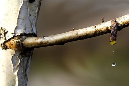 Birch sap előnyöket, kár és kezelése nyírfa nedv