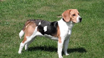 Beagle fajta leírás, karakter képek és videó