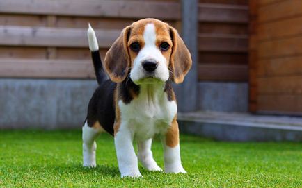 Beagle fajta leírás, karakter képek és videó