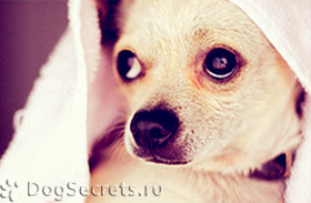 Eye betegség a kutyák tünetei, kezelése, fotók