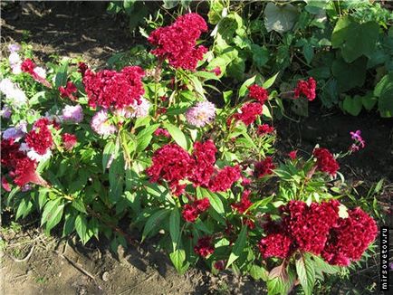 Celosia fésű, termesztés és karbantartás