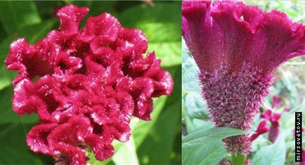 Celosia fésű, termesztés és karbantartás