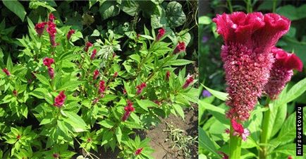 Celosia fésű, termesztés és karbantartás