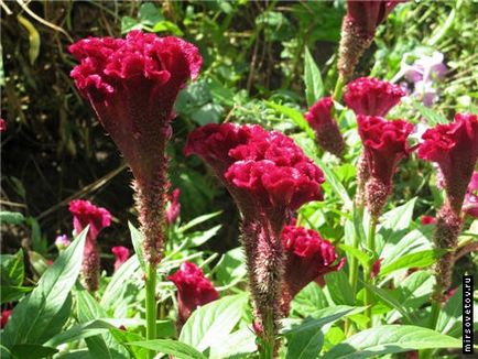 Celosia fésű, termesztés és karbantartás