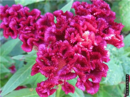 Celosia fésű, termesztés és karbantartás